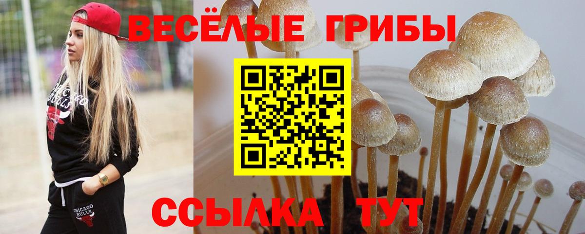 Галлюциногенные грибы Psilocybine cubensis Нововоронеж
