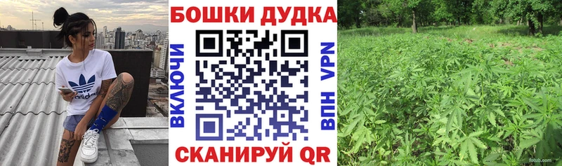 Бошки марихуана план  гидра ССЫЛКА  Нововоронеж 